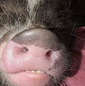 Meet your Posher, Allyson